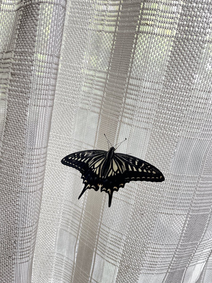 cocopiyo's tweet photo. 羽化してしまいました
#アゲハチョウ
#チョウ
#蝶
#butterfly
#羽化
#ナミアゲハ
#昆虫
#虫
#cocopiyo https://t.co/7bqmQ0dk0R