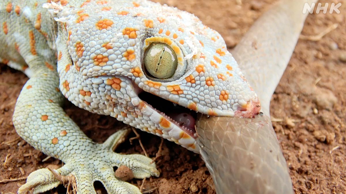 天敵のヘビ🐍にかみつく
トッケイヤモリ🦎！

よく見ると小さな歯がびっしり！🔎👀

かまれたら痛そうですね～😱💦

🟧⏰26日 日曜夜7時30分～🟧
『新発見！怪物ヤモリの㊙おうちライフ』
nhk.jp/darwin/

#ダーウィンが来た