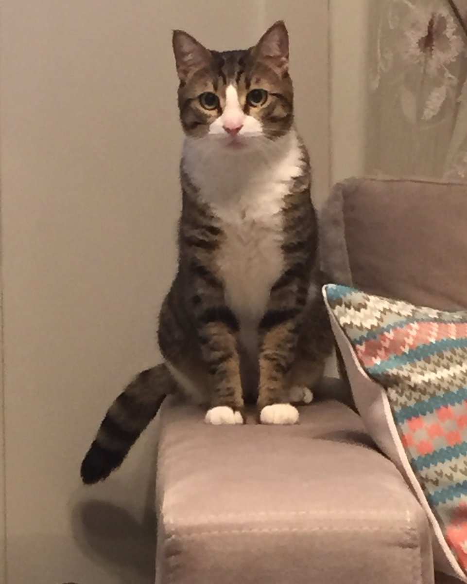 Bambam’ım ❤️🫶🐾🌈 huzurla uyu canım oğlum