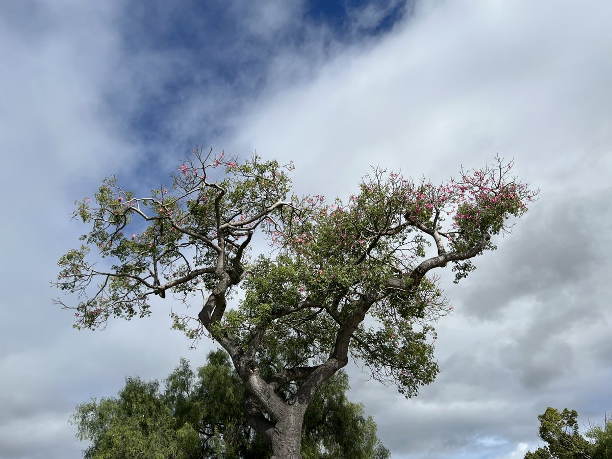 Prof Satya Sarker (Phytochemist & Writer) 🇬🇧 tweet media