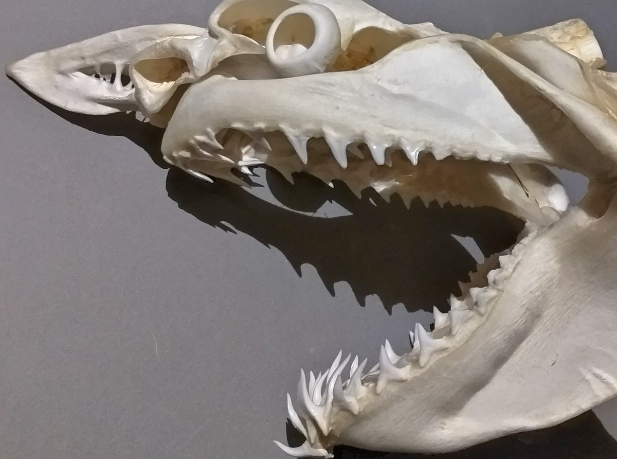 サメ田氏 (@yokkikuroboshi1) / Posts / X