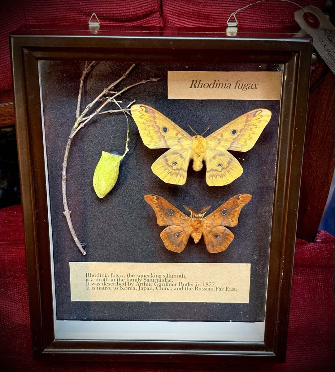 うつせみ標本屋 on X