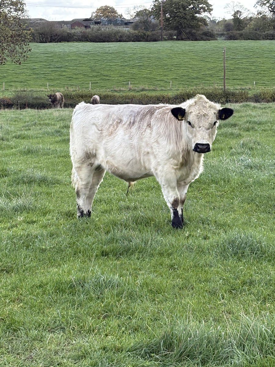 Jan Walton (Deva Durocs) tweet media