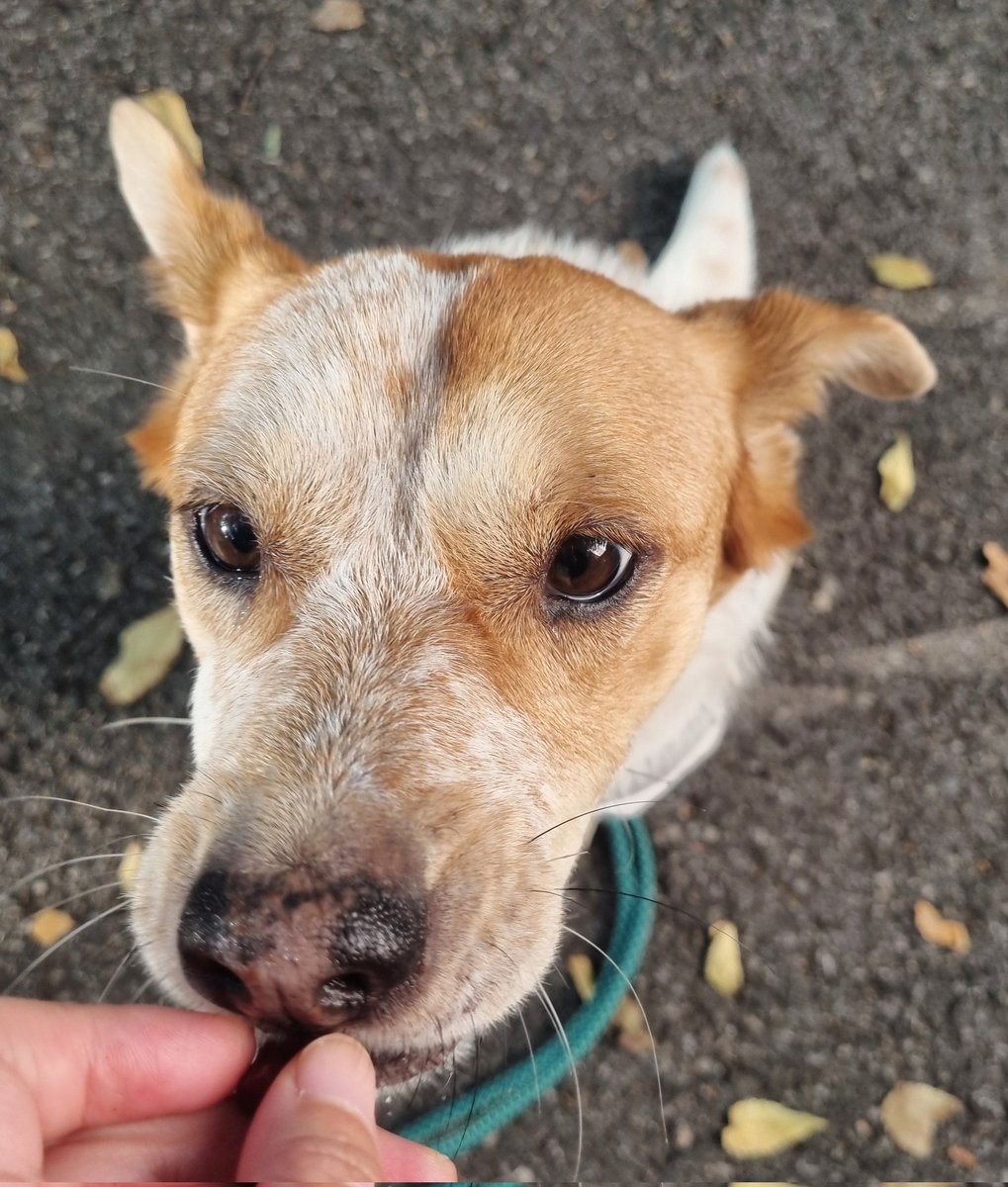 아까 간식 줬을 때 찍은 사진
오늘따라 굉장히 잘 생겼는데 귀엽군요 정말....

#가족찾는마일로