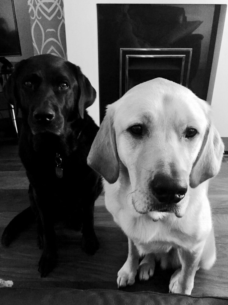myolliethe_GD's tweet image. Just two good boys patiently waiting for the magic word… 🦴🐾💛
#DogsofTwitter #GoodBoys #GuideDogs #PawfectPair