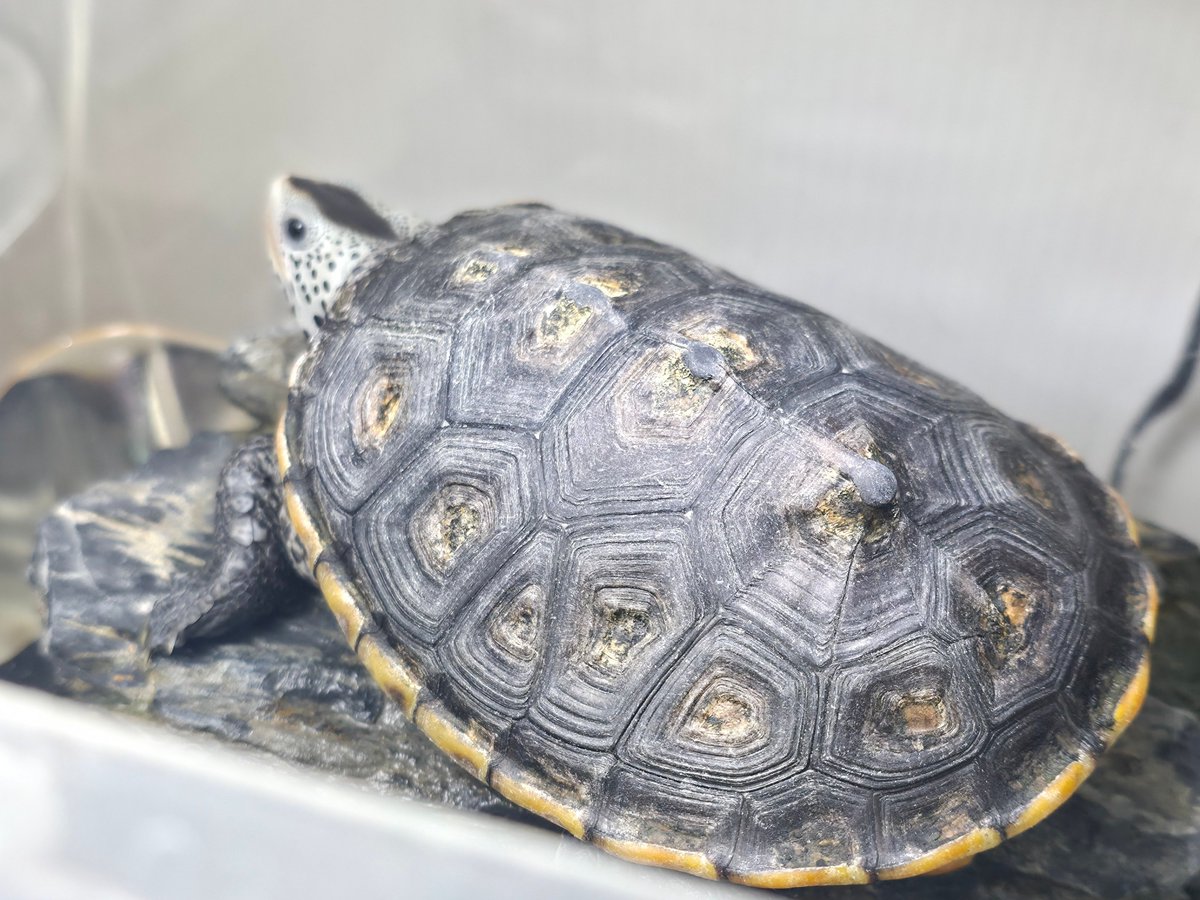 カモメページ Kyoto National Museum KNM Collection Database