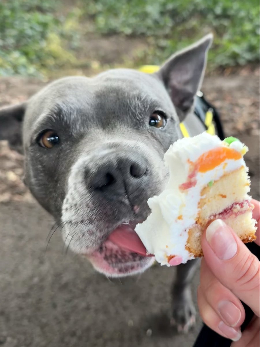 IsaMary2021's tweet photo. We celebrated #Grangemoorparkrun โs birthday this morning with cake. It was very yummy ๐ ๐๐ #IsaMary #parkrunDogs #StaffySaturday #CuteDogs @grangemrparkrun https://t.co/kXl8kELWsi