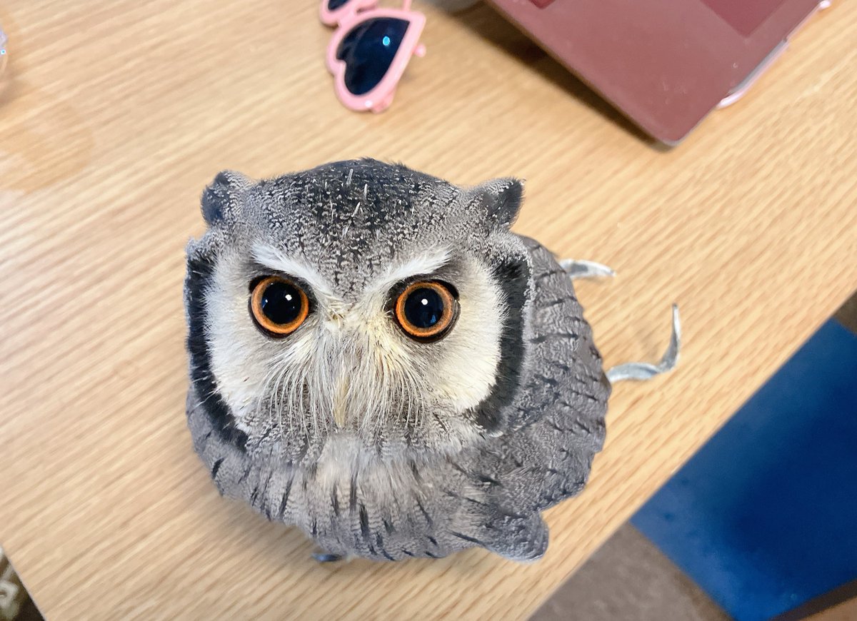 降りてくださーい！！！