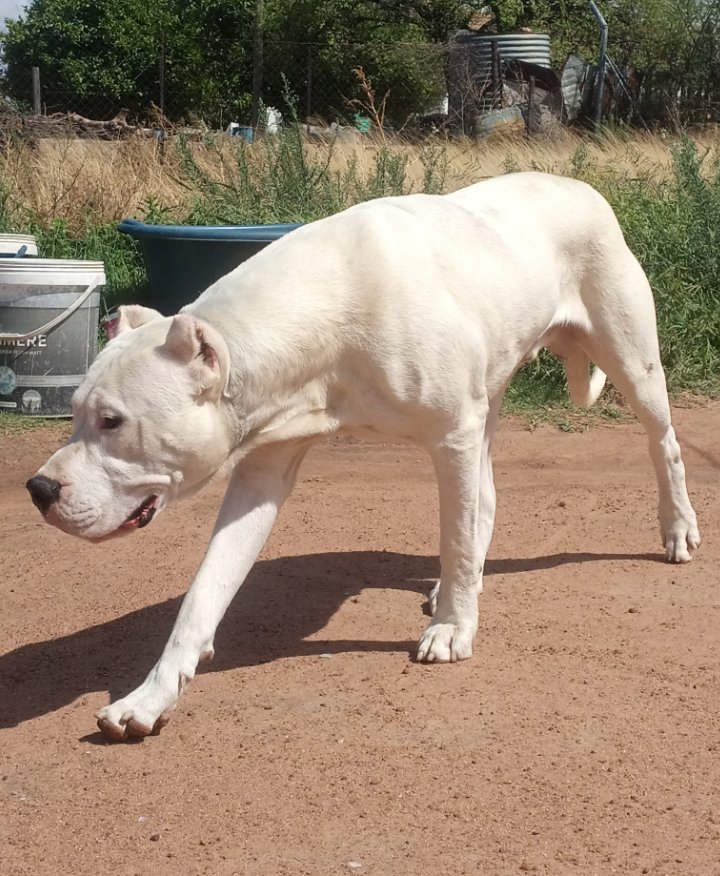 Zim_Dogos's tweet photo. The works of TongoZimDogos "The Zimbabwe Dogo Argentino Breeders. https://t.co/VdpsTLpjDs