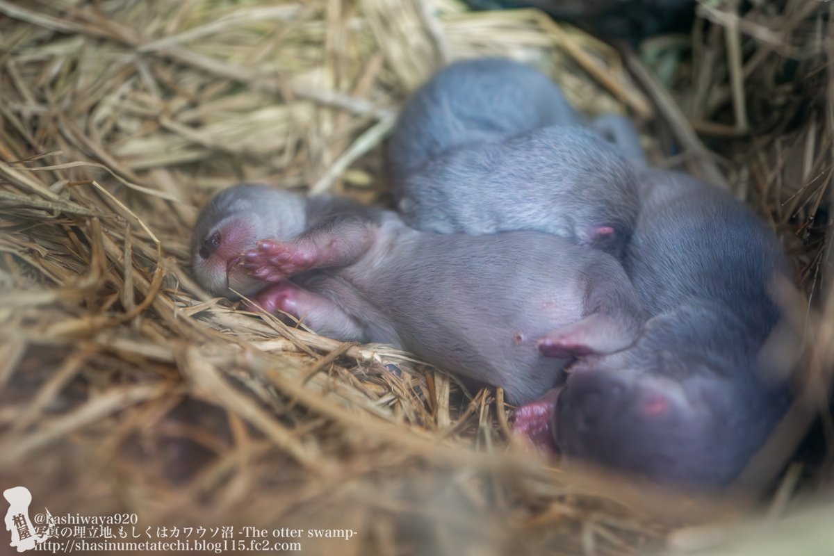 カシワヤ (@kashiwaya920) / Posts / X