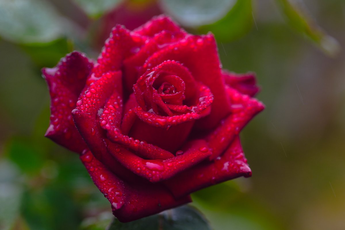 絵　バラ 野間仁根「薔薇」油絵・F6号 絵画買取・販売の小竹美術