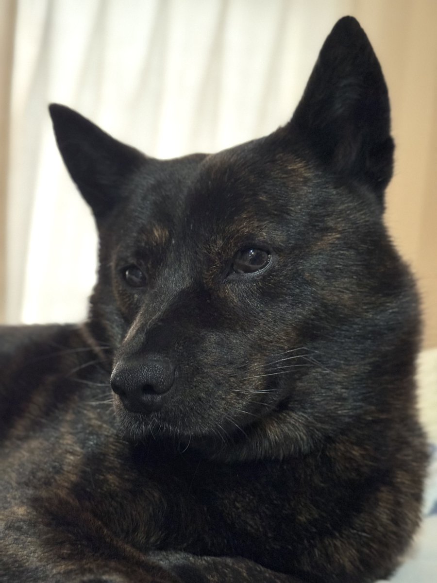 kaiken_kurotora's tweet image. 犬って寝起きでも美しいですよね✨