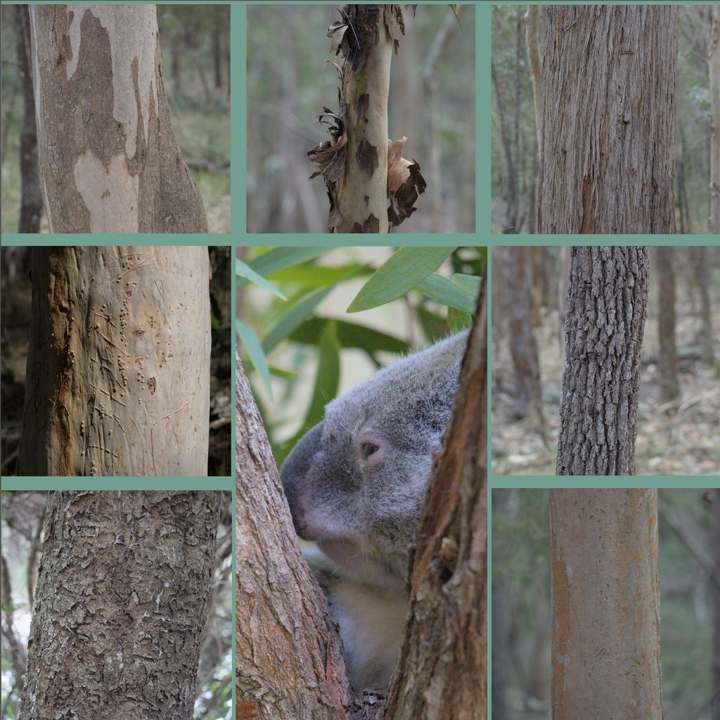 More than #SixOnSaturday of the very many (mostly gum) trees examined on our hopeful but fruitless wild Koala search. 

We could barely see the trees for the forest, but look carefully, and you can see what might be three telltale claw marks on one of them.

#Queensland #Koala