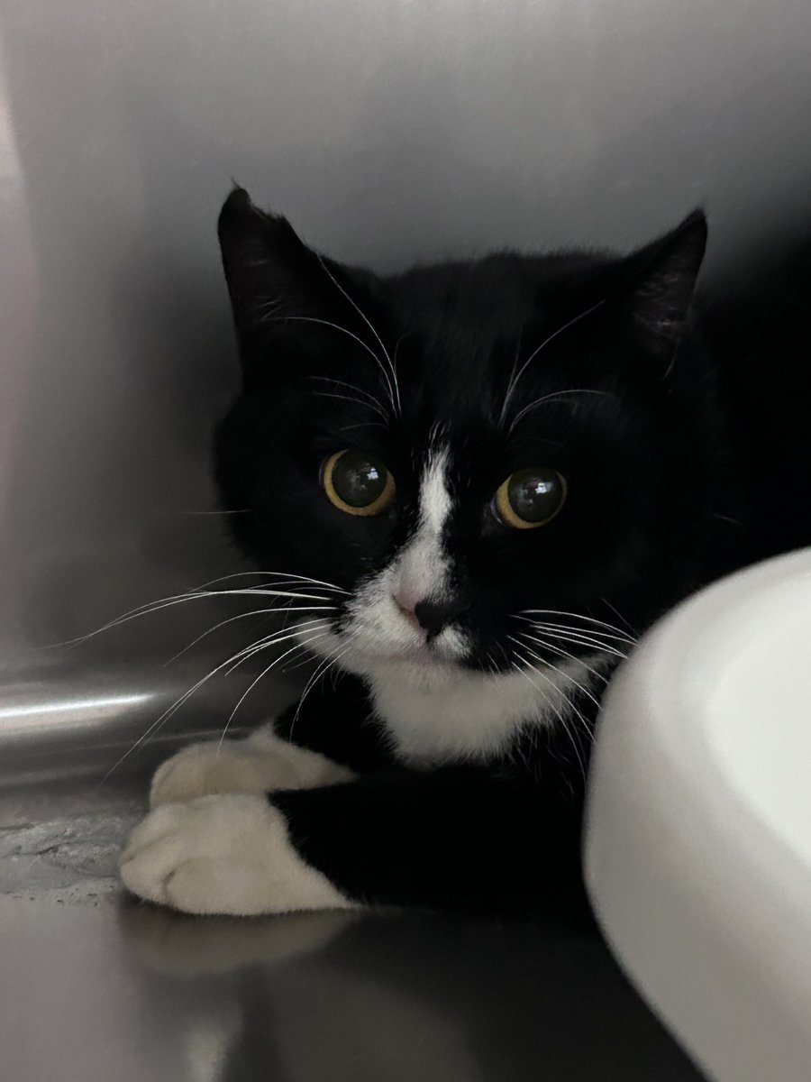 保護ねこカフェもりねこ (@morineko_cafe) / Posts / X