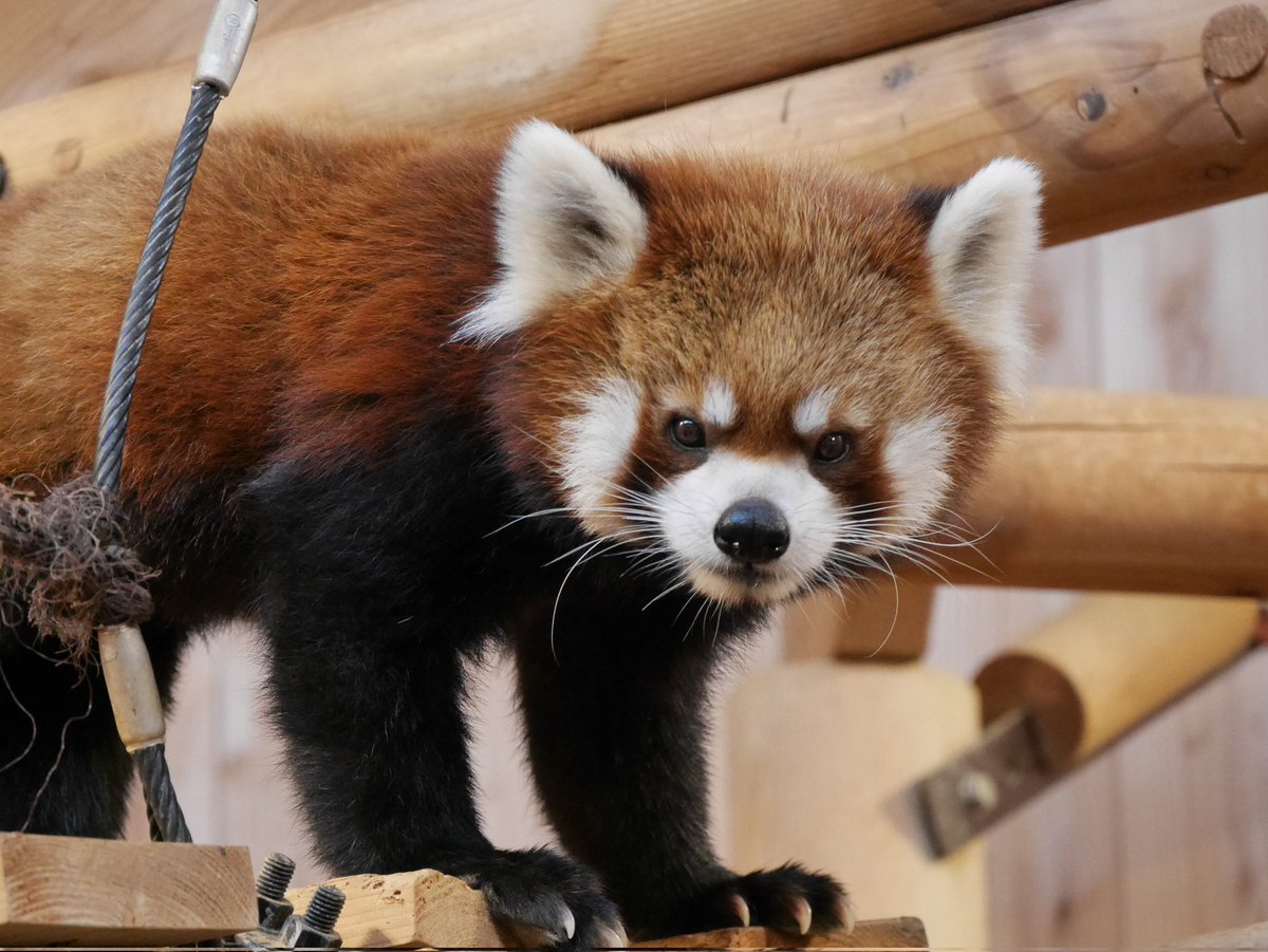 ♡やよりん♡(やよーちぃー) on X