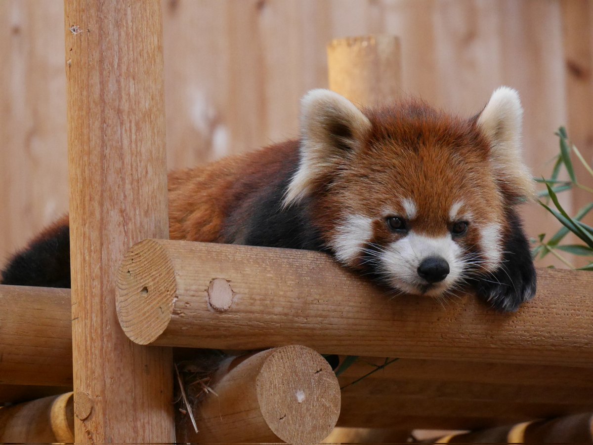 Tiara様 楽天市場】ディズニープリンセス ティアラ （ シンデレラ