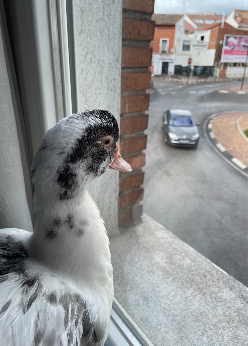 JR 🦆 viendo la vida pasar por la ventana 🪟