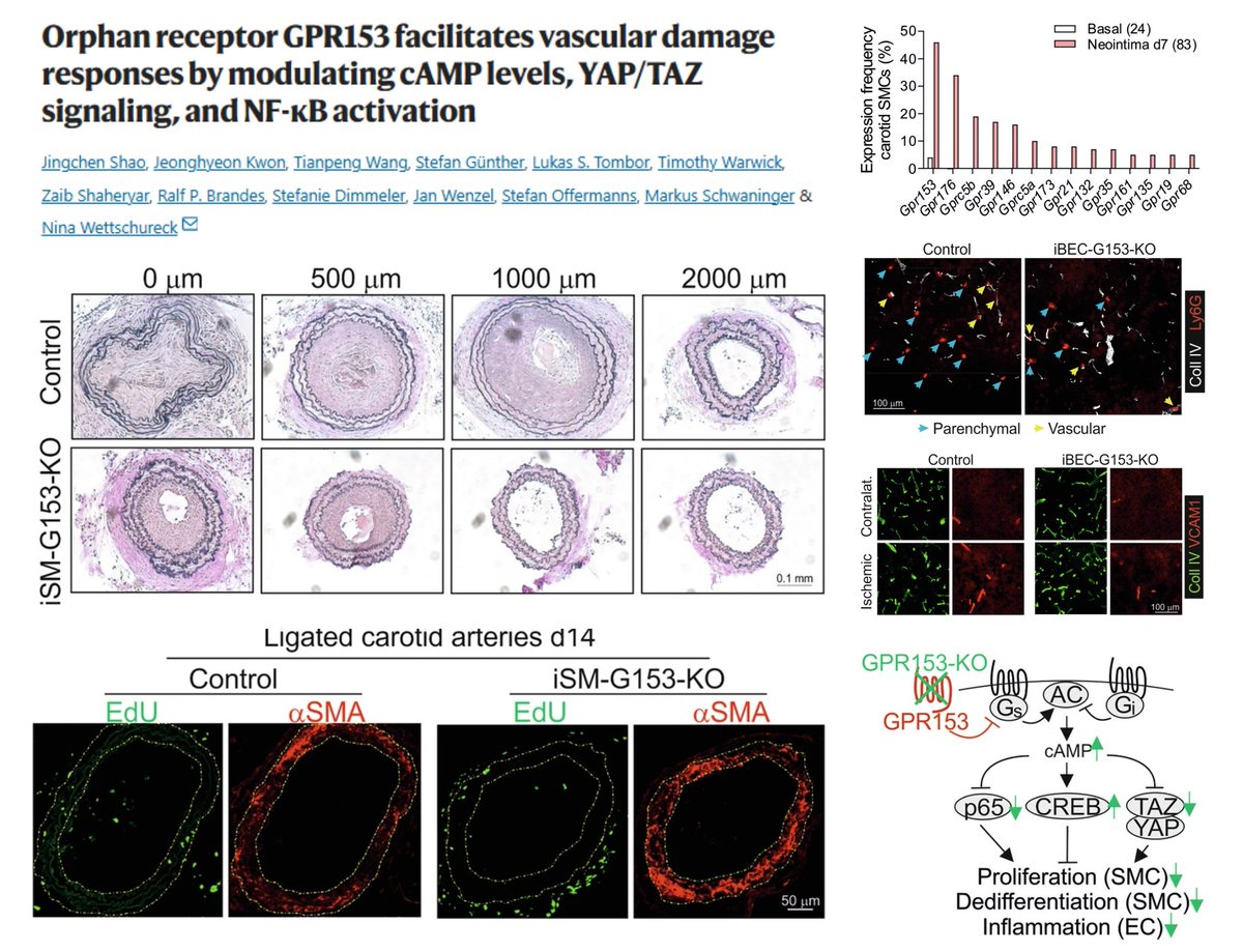HaoYin20's tweet image. GPR153-cAMP/CREB-#YAP/TAZ or -NFκB cascades in #EndothelialCell #SmoothMuscleCell

Orphan GPCR profiling in SMC

GPR153
⏫in SMC in intima, atheroma, MI ischemic zone
⏫in EC in inflamed SkM, Brain

siGPR153➡️
⏬SMC proliferation -/+contractile phenotype (highly…