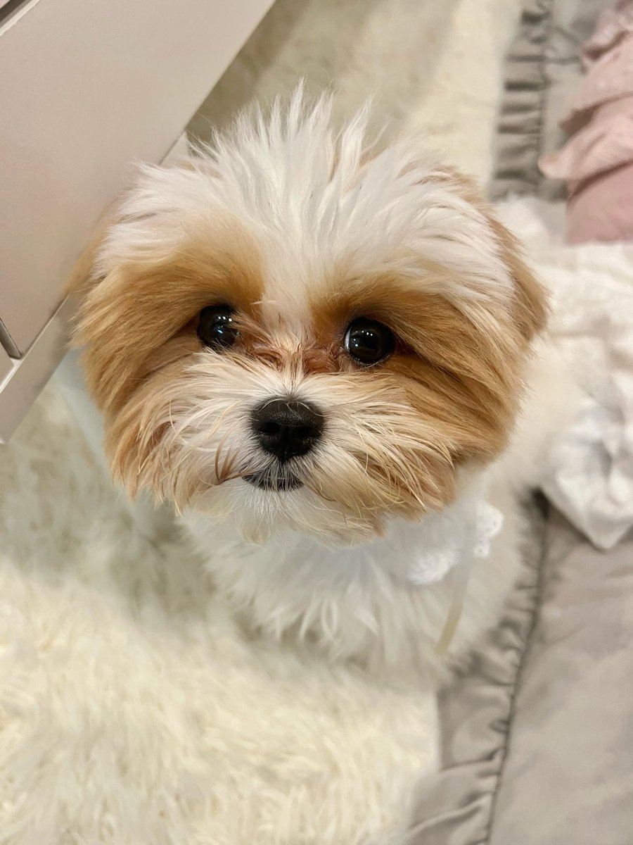 kisuke0320's tweet photo. 生後7ヶ月の犬、過去最大のうんちが出たので喜びのハイタッチ https://t.co/ZvVGSNlakp