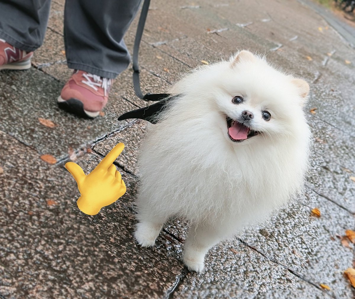 ⭐︎専用⭐︎ ポメラニアンの足様 あたちあたちポメラニアン🐻‍❄️ #犬 #dog #apt #あたちあたち