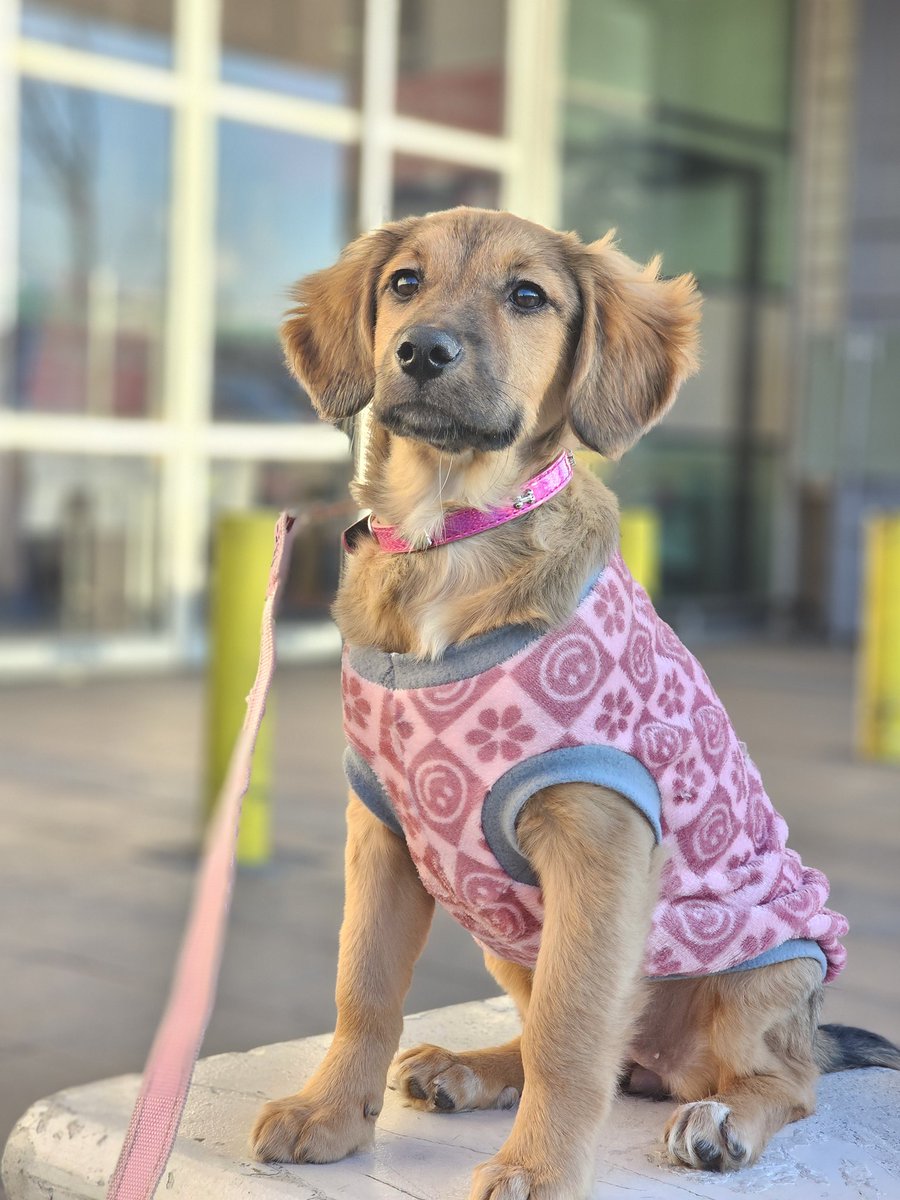 Mi nombre es Lupita y estoy en busca de un hogar responsable 🐾💕🏡🐕
Llevo muchas jornadas de adopción junto a varias amiguitas que ya nos conocemos y no tenemos éxito😢
🐾asi 5 meses
🐾Vacunas al día
🐾Muy docil y cariñosa
🐾Soy obediente
+5697561 8572 o al +56999893462 Stgo