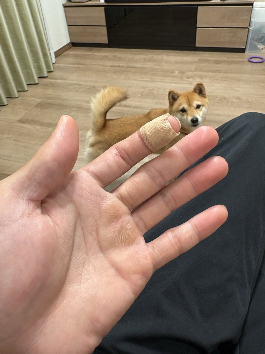 可愛い可愛い愛犬に噛まれまして、週末のエレクトーンを封じられました☺️