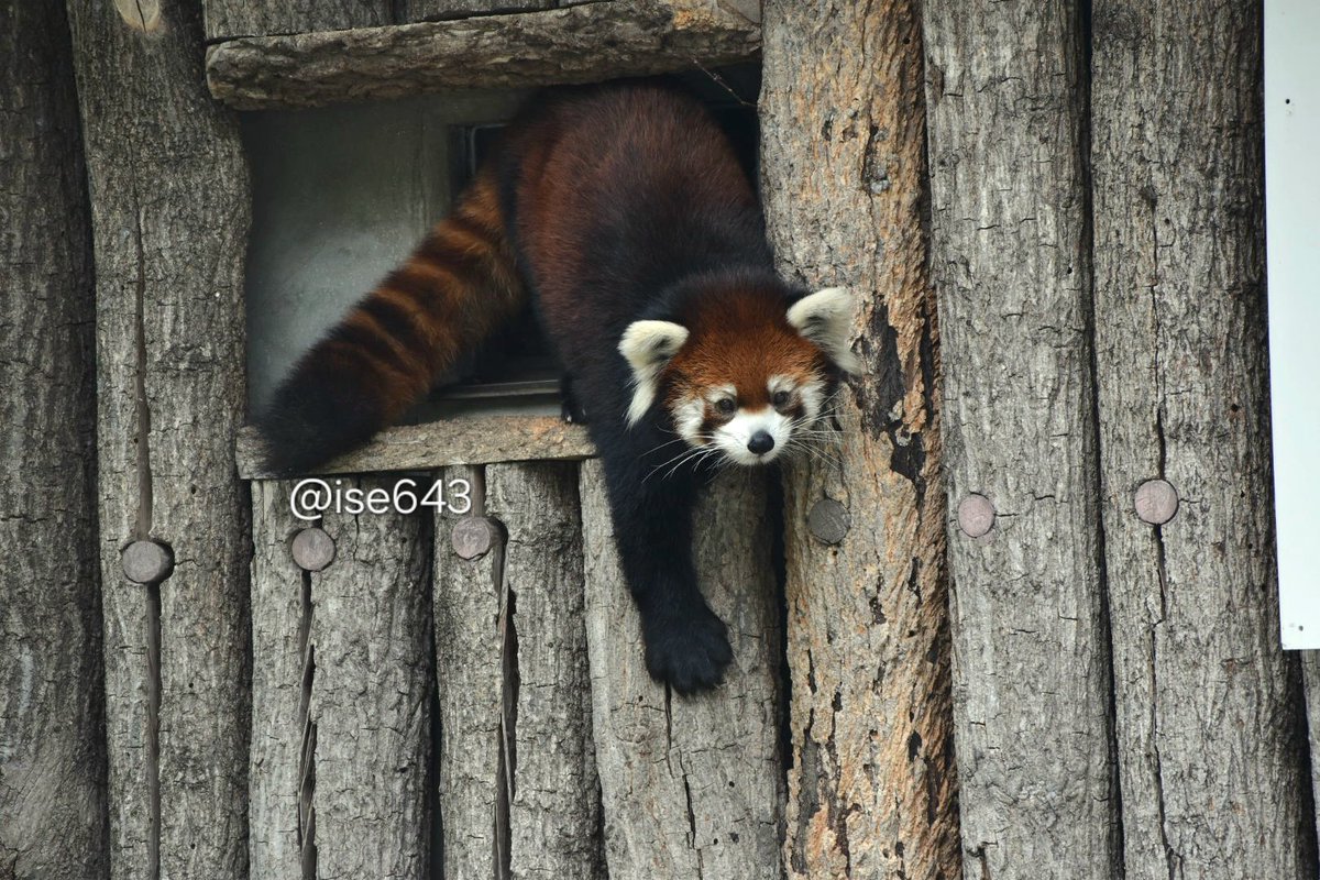 ise643's tweet image. スパイダーノハナ
2025.10.25
#王子動物園 #ノハナ
#レッサーパンダ #redpanda