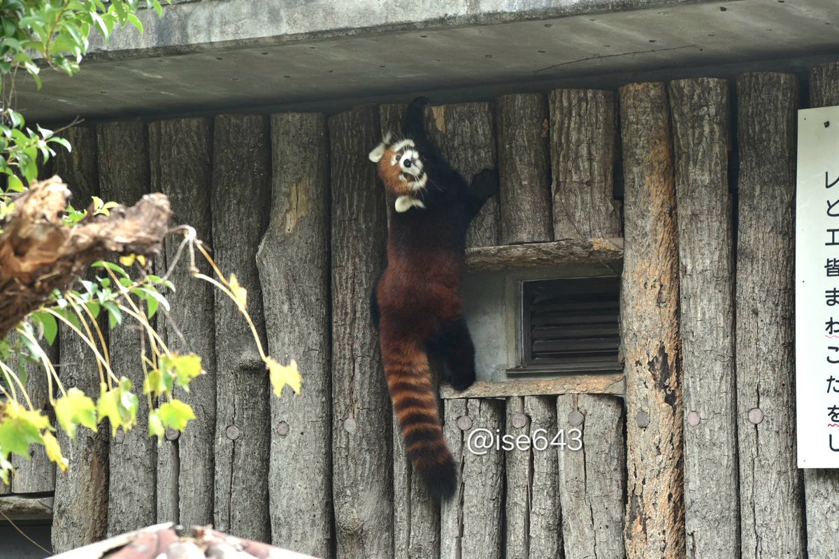 ise643's tweet image. スパイダーノハナ
2025.10.25
#王子動物園 #ノハナ
#レッサーパンダ #redpanda