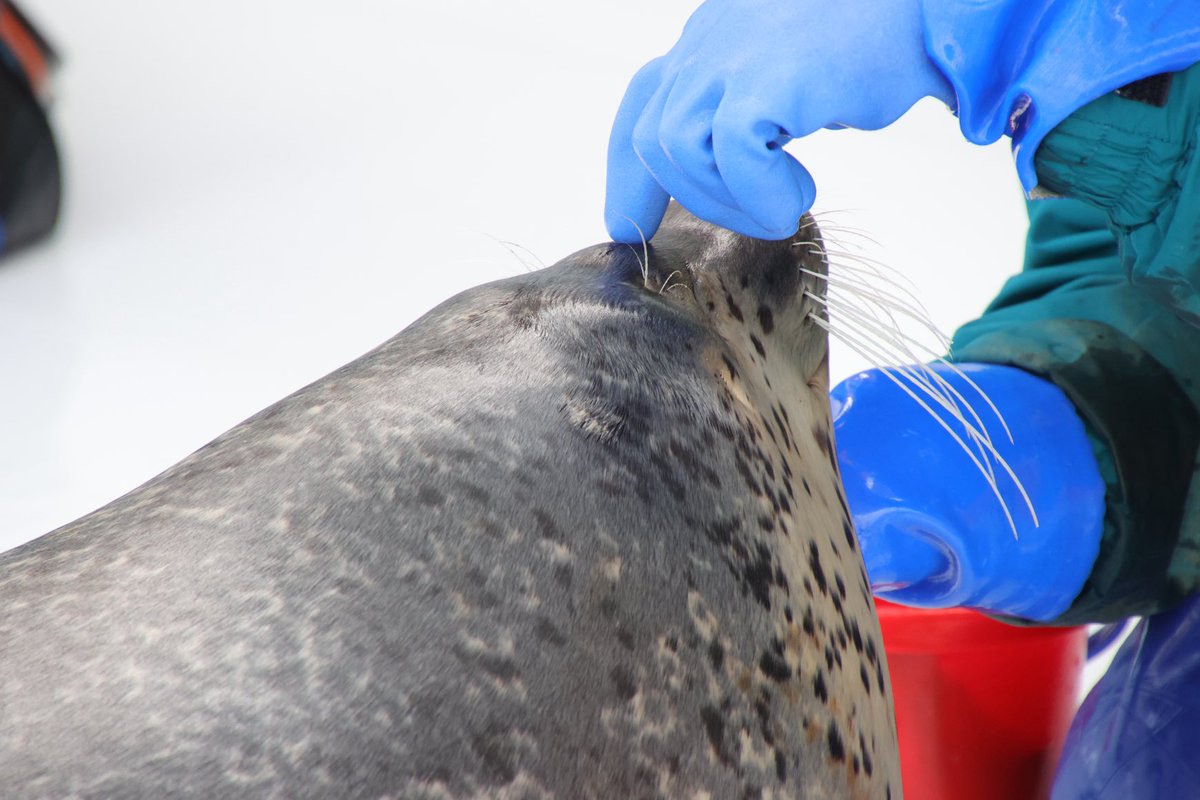 まさとん様 tamoron_photo_gallery/まさとおじさん on X