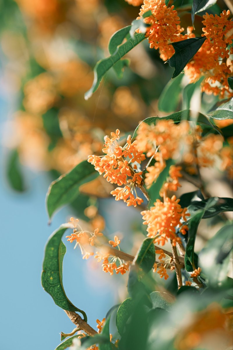 小春ハルカ| haruka koharu on X