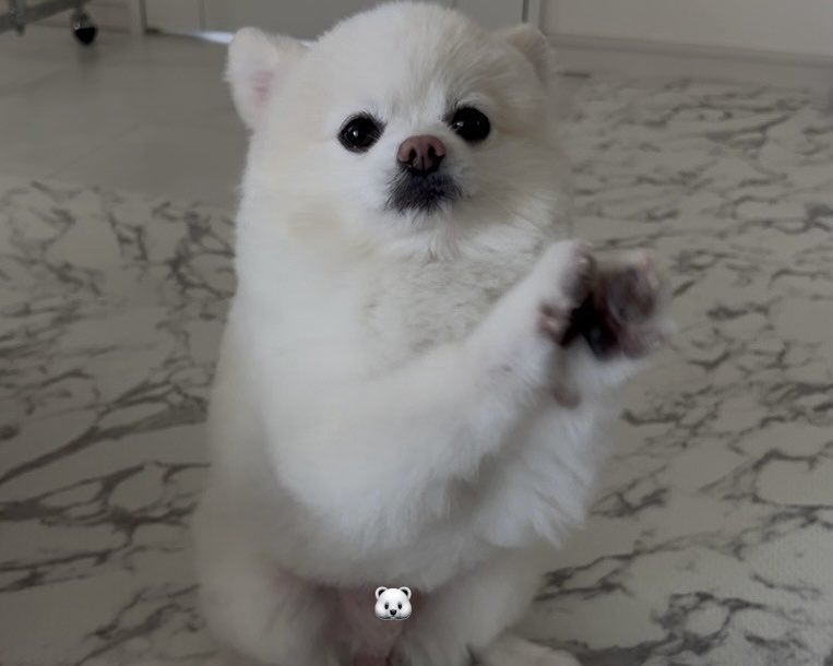 ぼく、ポメラニアンのぽんちゃん！ (@boku_ponchan) / Highlights / X