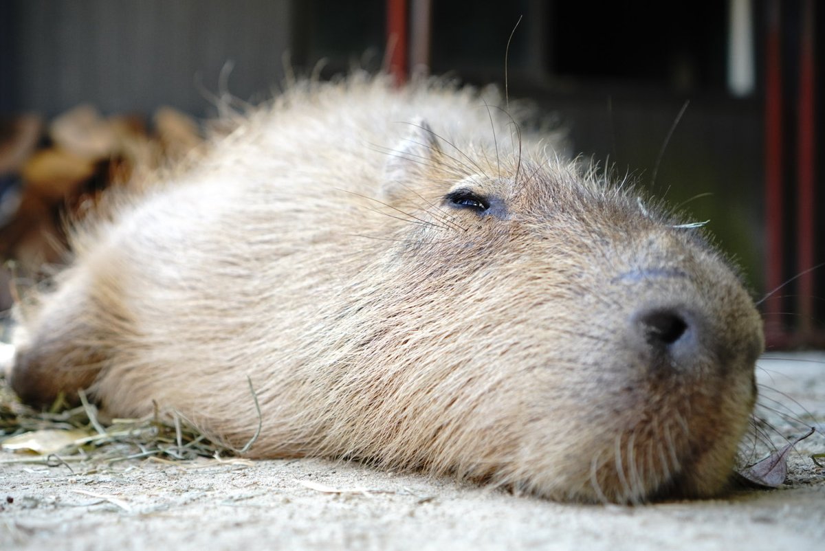 日曜日は休みたい (@syasumi2157) / Posts / X