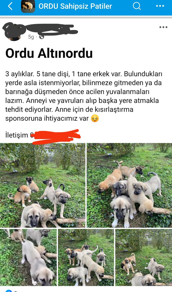 Ayşegül (@aysegulmercanay) on Twitter photo Böyle böyle Ordu'yu it barınağına çevirdiler.Ortaliktan toplamadiginiz her köpek beraberinde onlarca köpeğin doğmasına sebep oluyor.bakin bir tane doğurmuş 6 tane hem de 5i dişi..etti mi bir köpek 50 köpek!!! <a href="/TCOrduValiligi/">Ordu Valiliği</a> <a href="/OrduBBld/">Ordu Büyükşehir Belediyesi</a> <a href="/altinordu_bld/">Altınordu Belediyesi</a> <a href="/mhilmiguler/">Dr. Mehmet Hilmi Güler</a> <a href="/TC_icisleri/">T.C. İçişleri Bakanlığı</a> Böyle böyle Ordu'yu it barınağına çevirdiler.Ortaliktan toplamadiginiz her köpek beraberinde onlarca köpeğin doğmasına sebep oluyor.bakin bir tane doğurmuş 6 tane hem de 5i dişi..etti mi bir köpek 50 köpek!!! <a href="/TCOrduValiligi/">Ordu Valiliği</a> <a href="/OrduBBld/">Ordu Büyükşehir Belediyesi</a> <a href="/altinordu_bld/">Altınordu Belediyesi</a> <a href="/mhilmiguler/">Dr. Mehmet Hilmi Güler</a> <a href="/TC_icisleri/">T.C. İçişleri Bakanlığı</a>