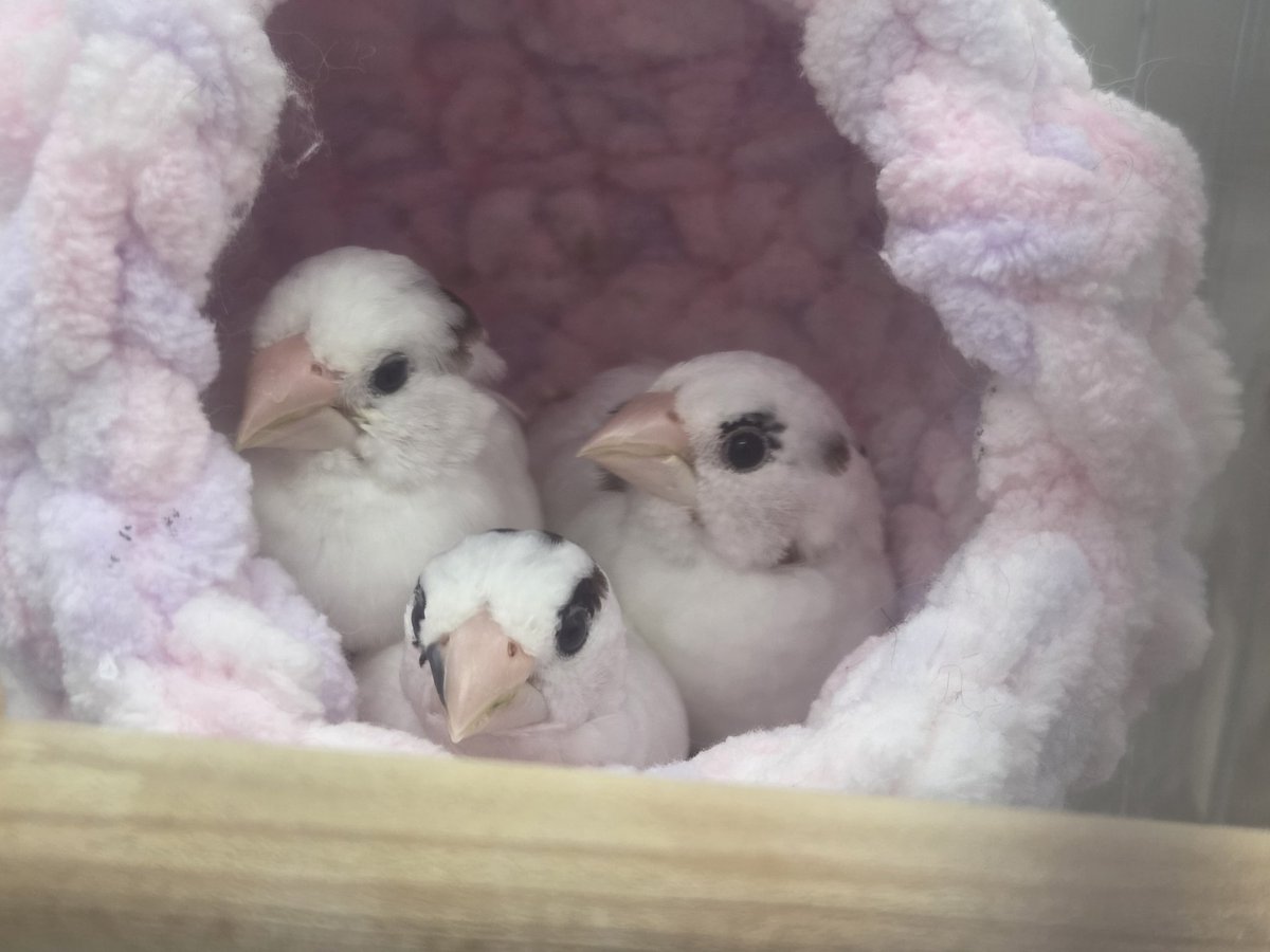 ねねとココ 現品販売】超級元気工場 TimeShare x Cino(チノ) 「ぬくもりの