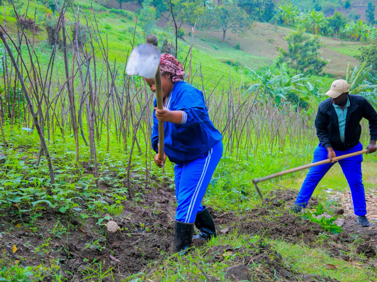 Karongi_College's tweet image. Kuri uyu wa 25 Ukwakira 2025, abakozi n&apos;abanyeshuri ba RP-Karongi College bifatanyije n&apos;abaturage b&apos;umudugudu wa Maryohe, umurenge wa Bwishyura mu muganda rusange. Umuganda waranzwe n&apos;ibikorwa bitandukanye harimo gusibura inzira z&apos;amazi, gusiba ibinogo mu muganda, guharura no…