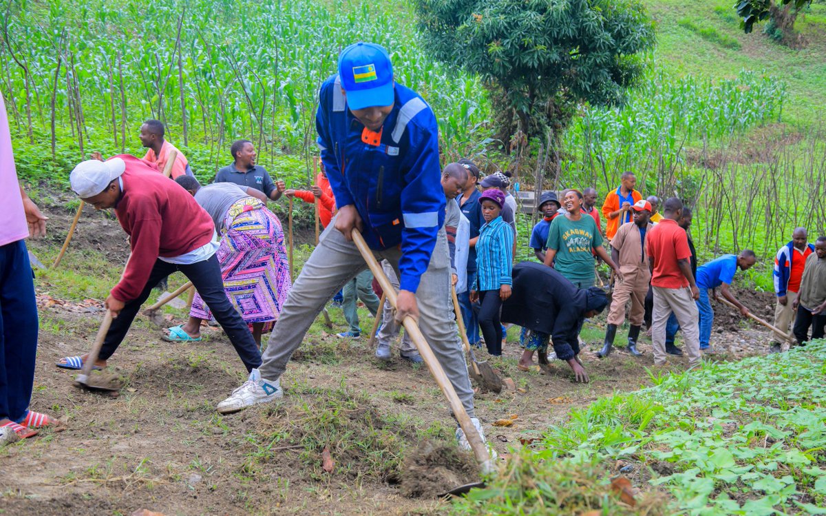 Karongi_College's tweet image. Kuri uyu wa 25 Ukwakira 2025, abakozi n&apos;abanyeshuri ba RP-Karongi College bifatanyije n&apos;abaturage b&apos;umudugudu wa Maryohe, umurenge wa Bwishyura mu muganda rusange. Umuganda waranzwe n&apos;ibikorwa bitandukanye harimo gusibura inzira z&apos;amazi, gusiba ibinogo mu muganda, guharura no…