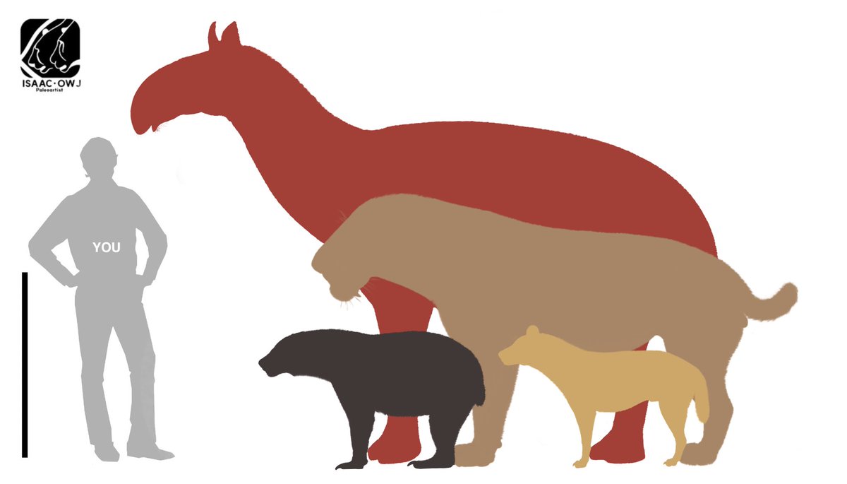 Size comparison between:

- Xenorhinotherium bahiense
- Smilodon populator
- Arctotherium wingei
- Protocyon troglodytes

All of them are incoming reconstructions that already have been finished or are close to completion.