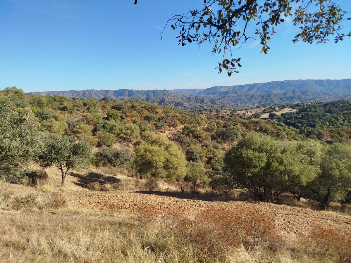 Puesto resero en mancha cochinera.