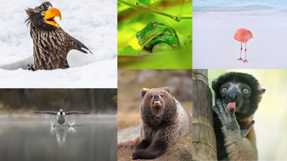 Québec Science (@quebecscience) on Twitter photo CONCOURS! Imaginez ce que pensent les animaux sur ces photos tirées des Comedy Wildlife Photo Awards et courez la chance de gagner un abonnement d’un an à Québec Science!
quebecscience.qc.ca/concours/comed… CONCOURS! Imaginez ce que pensent les animaux sur ces photos tirées des Comedy Wildlife Photo Awards et courez la chance de gagner un abonnement d’un an à Québec Science!
quebecscience.qc.ca/concours/comed…