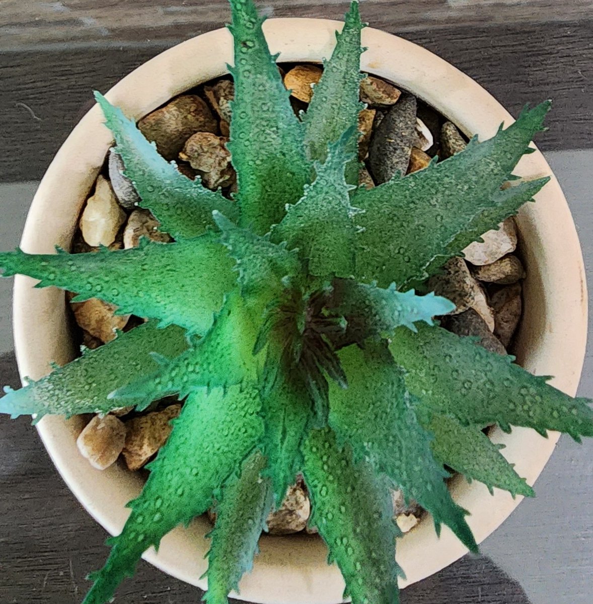 qpghp's tweet image. 다육 #다육이 넘 귀엽죠 🌵💚
통통한 잎에 물기 가득, 햇살 아래 반짝이는 모습—
보고만 있어도 마음이 포근해져요. ✨