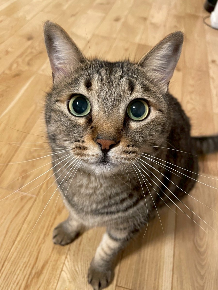 猫屋猫八 (@E8Cj93F3BHSTi1G) / Posts / X