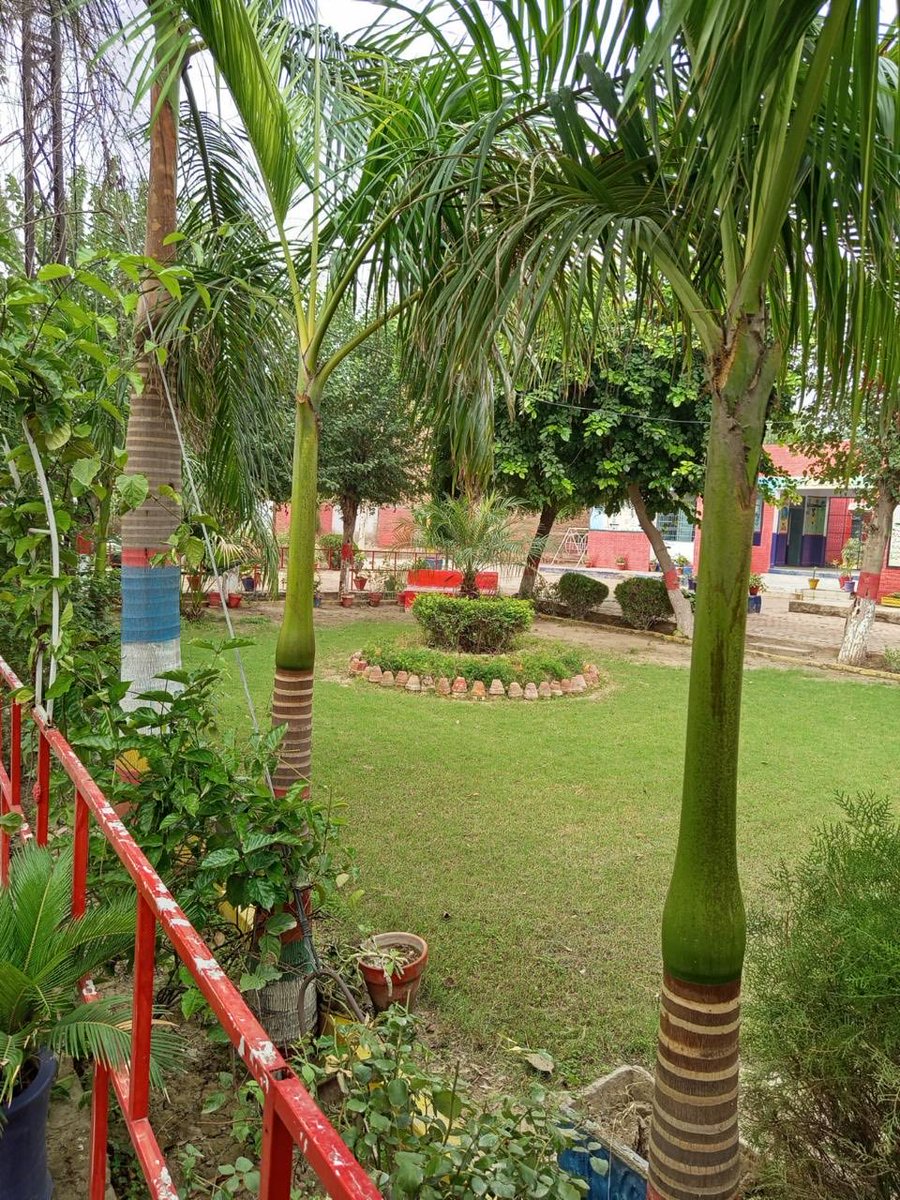 MaryamNSharif's tweet image. سرکاری سکولز وہاڑی ❤️