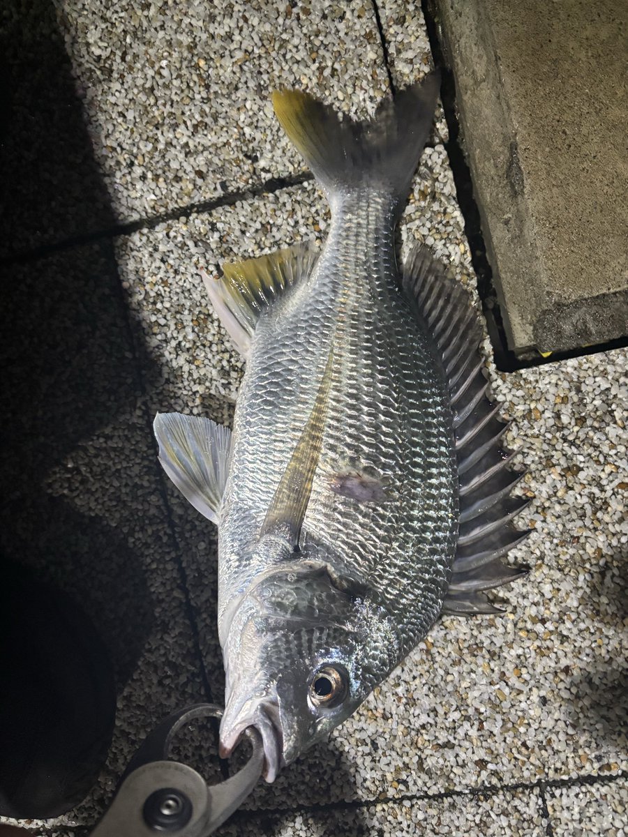 すーけー🕷 on X