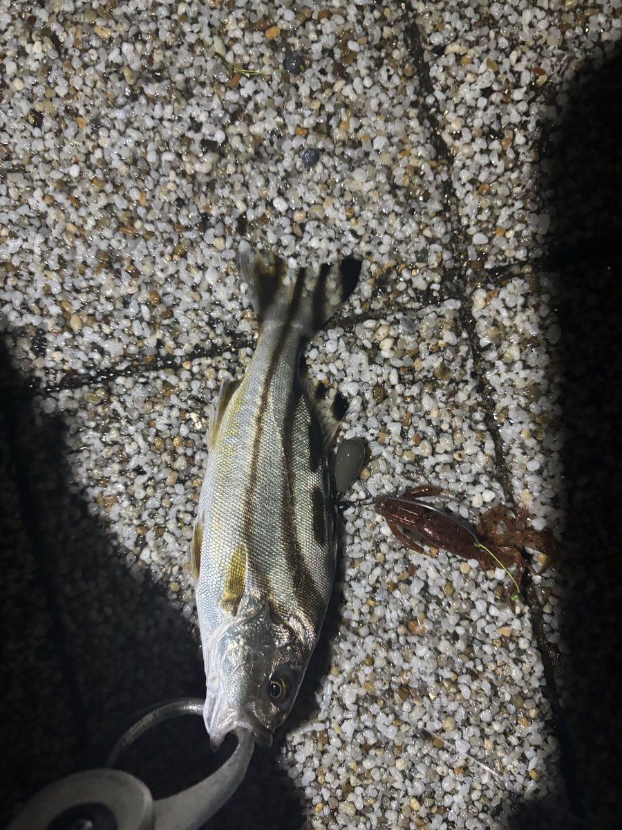 すーけー🕷 on X