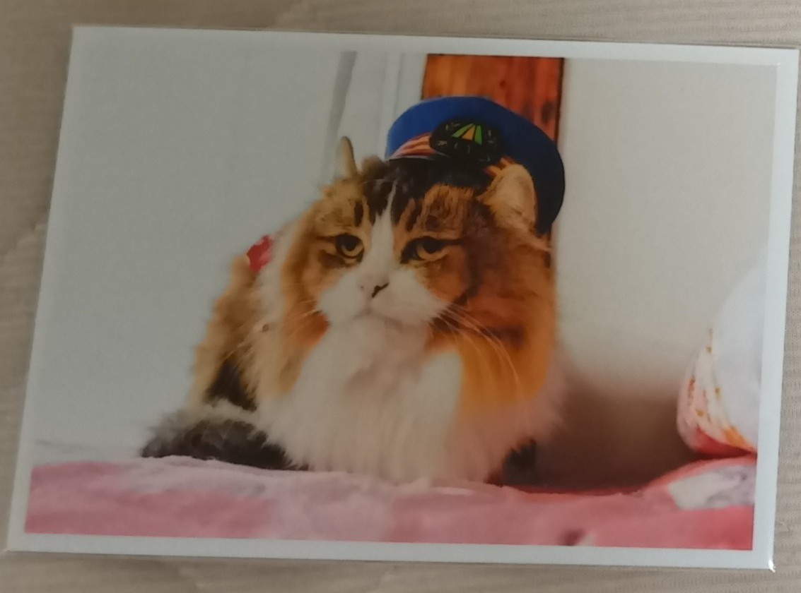 ◇◆◇ピンクの猫◇◆◇ 71ysSBvNTrL._AC_UF350,