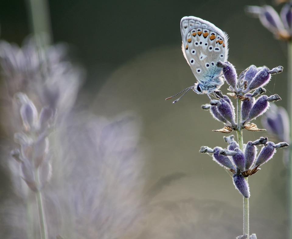 Thank you to Tyler Hood aged 12 for supplying this image of Common Blue which we have used as our cover photo.