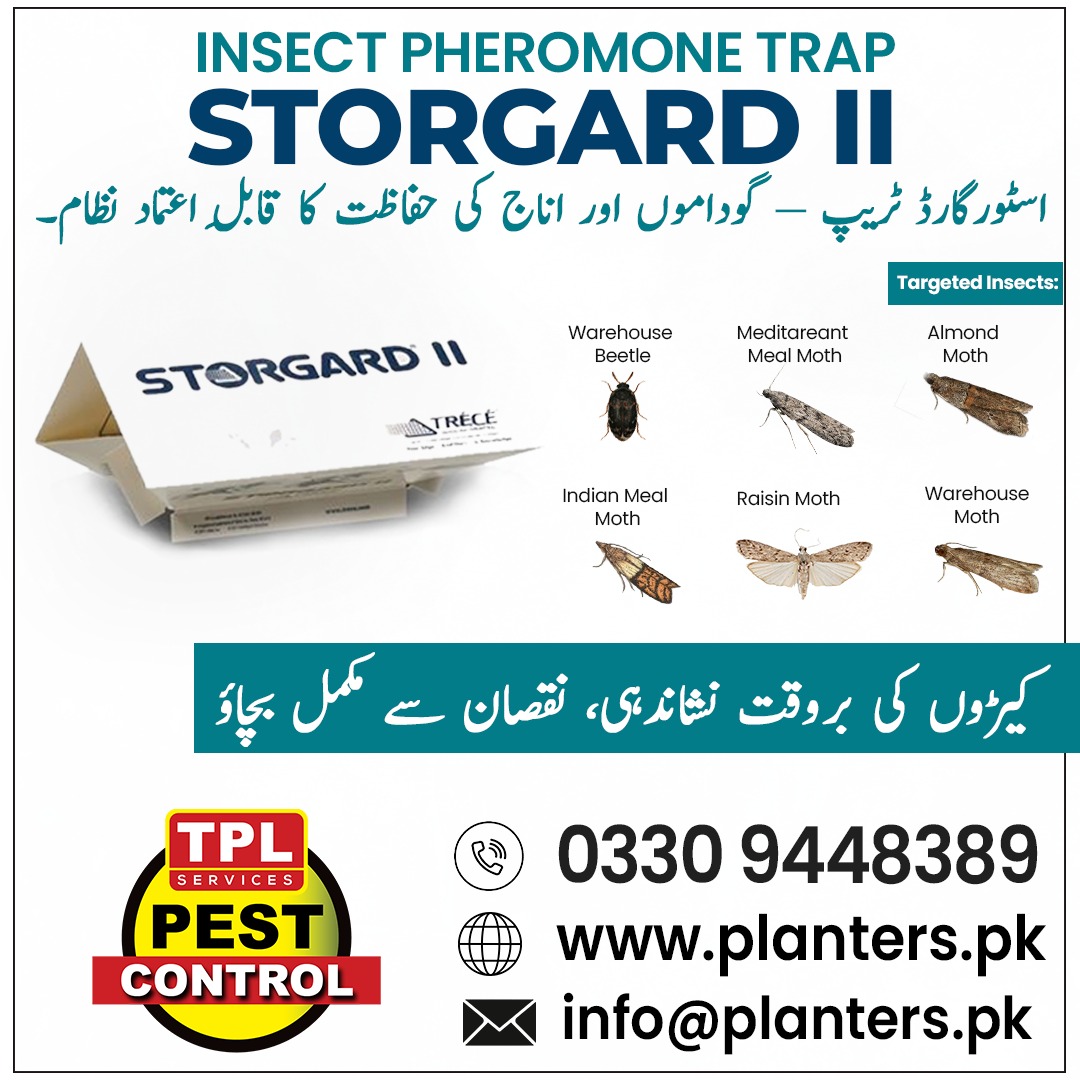 TPLPestControl's tweet image. اسٹورگارڈ ٹریپ — گوداموں اور اناج کی حفاظت کا جدید نظام
۔
📞 Call: 0512303380
 website: planters.pk
visit our daraz store: daraz.pk/shop/gsyzdz7m

#TPLPestControl #ZincForPlants #MicronutrientFertilizer #HealthyCrops #BetterYield #FarmingSolutions #PlantNutrition
