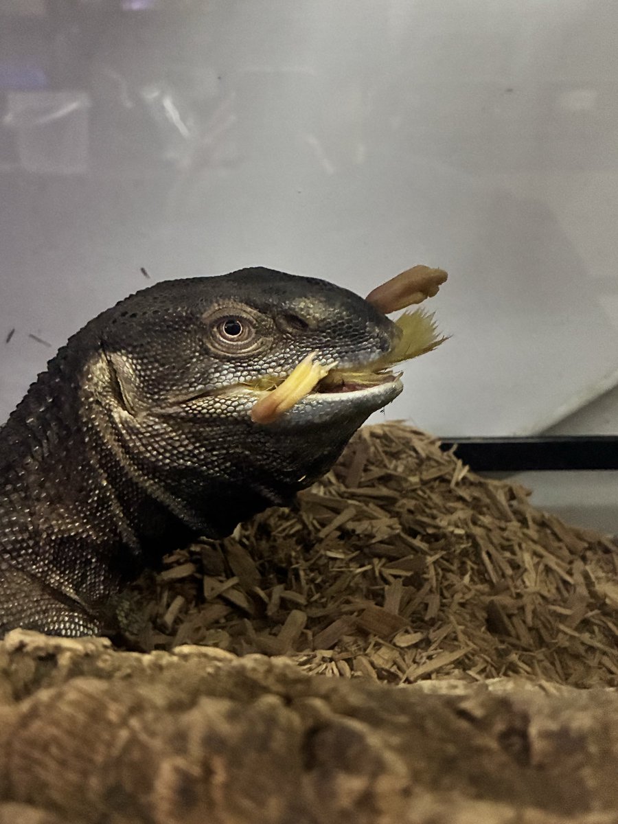 新品未開封　アフリカン・ロック アフリカンロックモニター