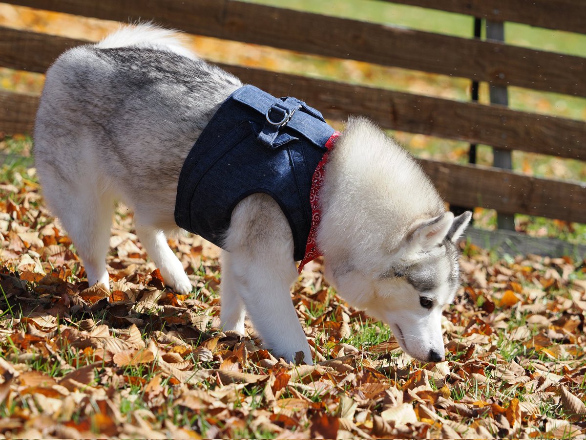 know3rdi's tweet photo. 今日はひびきの出身犬舎さん主催のオフ会に参加。相変わらず囲まれるとどうしたらいいか分からなくなってたけど楽しそうに匂い嗅ぎしてた。 https://t.co/jgH4KbBUOo