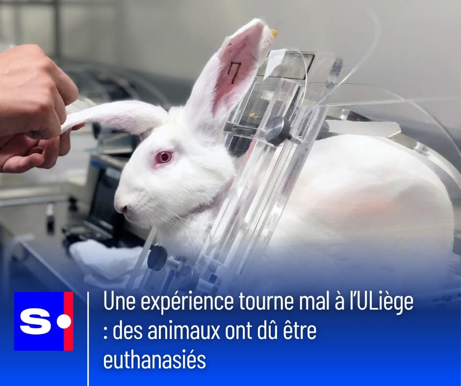 Adea Claude tweet media